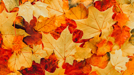 Best Autumn Destinations Around the World