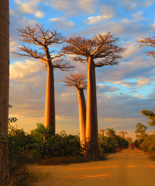 Madagaskaras